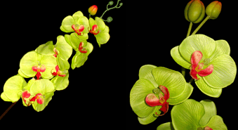 Орхидея светло-зеленая