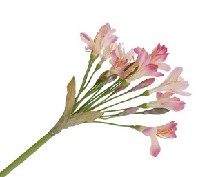 Цветок Агапантус розовый